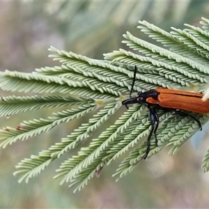 Rhinotia haemoptera at Bungendore, NSW - 8 Oct 2024