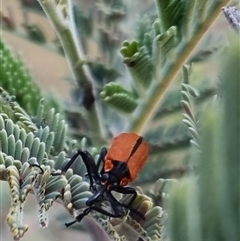 Rhinotia haemoptera at Bungendore, NSW - 8 Oct 2024