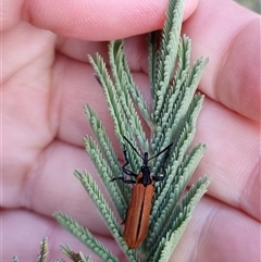 Rhinotia haemoptera at Bungendore, NSW - 8 Oct 2024