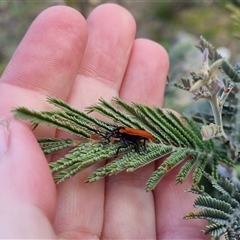 Rhinotia haemoptera at Bungendore, NSW - 8 Oct 2024