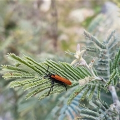 Rhinotia haemoptera at Bungendore, NSW - 8 Oct 2024