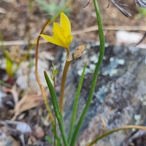 Bulbine bulbosa at Bungendore, NSW - 8 Oct 2024