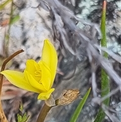 Bulbine bulbosa at Bungendore, NSW - 8 Oct 2024