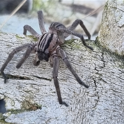 Miturga sp. (genus) (Unidentified False wolf spider) at Bungendore, NSW - 8 Oct 2024 by clarehoneydove