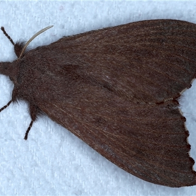 Pararguda crenulata (Lappett moth or Snout moth) at Bulli, NSW - 6 Oct 2024 by jb2602