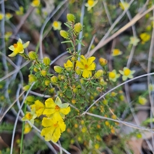 Hibbertia calycina at Aranda, ACT - 8 Oct 2024