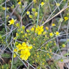 Hibbertia calycina at Aranda, ACT - 8 Oct 2024