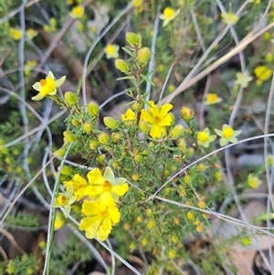 Hibbertia calycina at Aranda, ACT - 8 Oct 2024