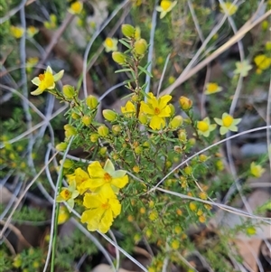 Hibbertia calycina at Aranda, ACT - 8 Oct 2024