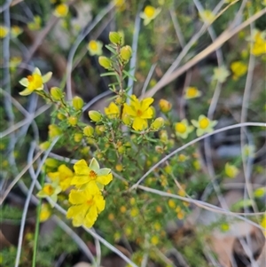 Hibbertia calycina at Aranda, ACT - 8 Oct 2024