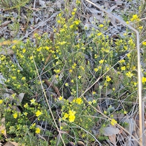 Hibbertia calycina at Aranda, ACT - 8 Oct 2024