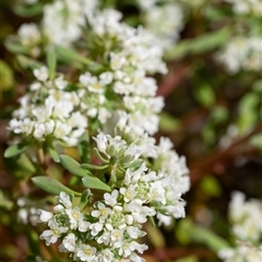 Poranthera microphylla (Small Poranthera) at Penrose, NSW - 5 Oct 2024 by Aussiegall