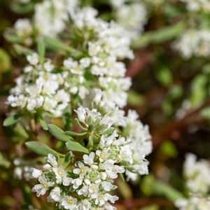 Poranthera microphylla at Penrose, NSW - suppressed