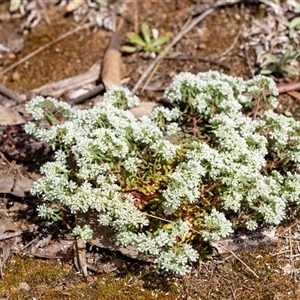 Poranthera microphylla at Penrose, NSW - suppressed