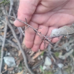 Pinara cana (Neat Pinara) at Bungendore, NSW - 8 Oct 2024 by clarehoneydove