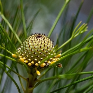 Isopogon anethifolius at Penrose, NSW - 5 Oct 2024