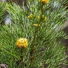 Isopogon anethifolius at Penrose, NSW - 5 Oct 2024