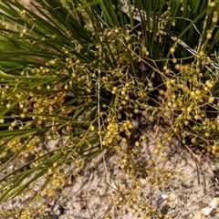 Lomandra gracilis at Penrose, NSW - 5 Oct 2024 by Aussiegall