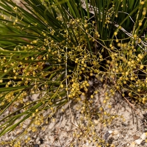 Lomandra gracilis at suppressed - suppressed
