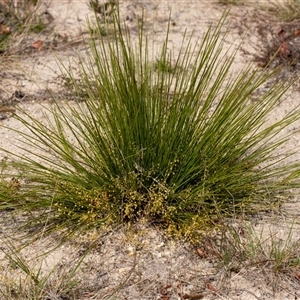 Lomandra gracilis at suppressed - 5 Oct 2024