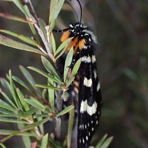 Phalaenoides tristifica at Bungendore, NSW - 6 Oct 2024