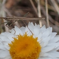 Mutusca brevicornis (A broad-headed bug) at Bungendore, NSW - 8 Oct 2024 by clarehoneydove