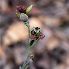 Calochilus platychilus (Purple Beard Orchid) at Penrose, NSW - 5 Oct 2024 by Aussiegall