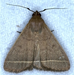 Simplicia caeneusalis (Herminiine moth) at Bulli, NSW - 6 Oct 2024 by jb2602