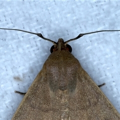 Simplicia caeneusalis at Bulli, NSW - 6 Oct 2024 09:41 PM