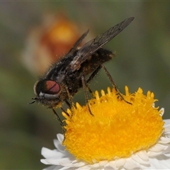 Dasybasis sp. (genus) (A march fly) at Yarralumla, ACT - 2 Oct 2024 by TimL