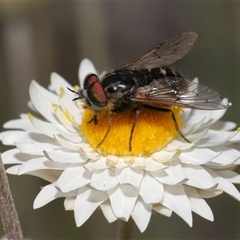 Dasybasis sp. (genus) (A march fly) at Yarralumla, ACT - 2 Oct 2024 by TimL