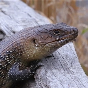 Egernia cunninghami at Hackett, ACT - 5 Oct 2024 01:02 PM