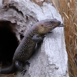 Egernia cunninghami at Hackett, ACT - 5 Oct 2024 01:02 PM