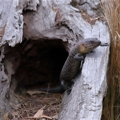 Egernia cunninghami at Hackett, ACT - 5 Oct 2024 01:02 PM