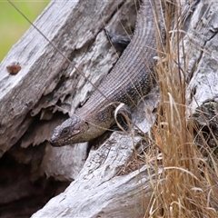 Egernia cunninghami at Hackett, ACT - 5 Oct 2024 01:02 PM