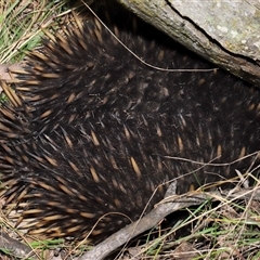 Tachyglossus aculeatus (Short-beaked Echidna) at Throsby, ACT - 20 Aug 2024 by TimL