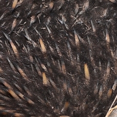 Tachyglossus aculeatus at Throsby, ACT - 20 Aug 2024