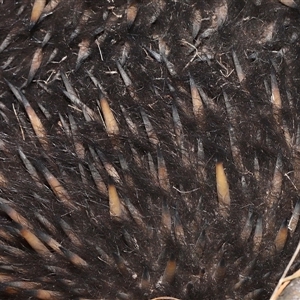 Tachyglossus aculeatus at Throsby, ACT - 20 Aug 2024