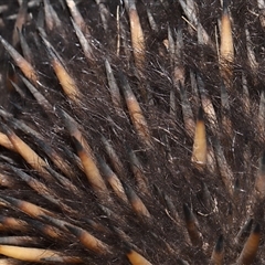 Tachyglossus aculeatus at Throsby, ACT - 20 Aug 2024