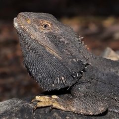 Pogona barbata at Acton, ACT - 3 Sep 2024 by TimL