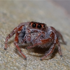 Opisthoncus sp. (genus) (Unidentified Opisthoncus jumping spider) at Molonglo, ACT - 6 Aug 2024 by TimL