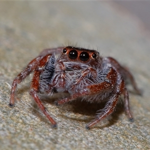 Opisthoncus sp. (genus) at Molonglo, ACT - 6 Aug 2024