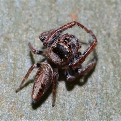 Opisthoncus sp. (genus) at Molonglo, ACT - 6 Aug 2024