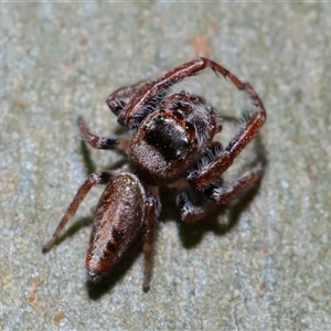 Opisthoncus sp. (genus) at Molonglo, ACT - 6 Aug 2024 01:41 PM