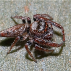 Opisthoncus sp. (genus) at Molonglo, ACT - 6 Aug 2024 01:41 PM