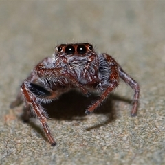 Opisthoncus sp. (genus) at Molonglo, ACT - 6 Aug 2024 01:41 PM