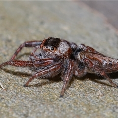 Opisthoncus sp. (genus) at Molonglo, ACT - 6 Aug 2024 01:41 PM