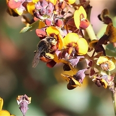 Unverified Bee (Hymenoptera, Apiformes) at Wodonga, VIC - 8 Oct 2024 by KylieWaldon