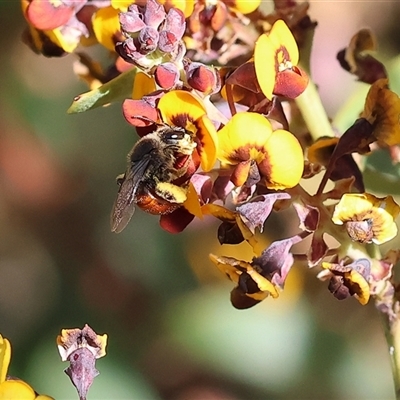 Unverified Bee (Hymenoptera, Apiformes) at Wodonga, VIC - 8 Oct 2024 by KylieWaldon