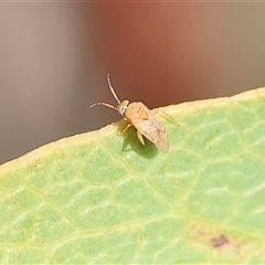 Miridae (family) (Unidentified plant bug) at Wodonga, VIC - 8 Oct 2024 by KylieWaldon